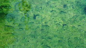 der Blick auf den Teich der heißen Quelle mit grüner Farbe und klarem Wasser foto