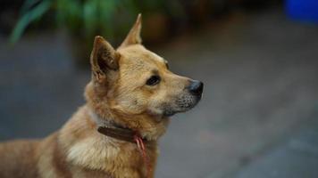 der süße Hundeblick mit dem entzückenden Stand im Hof foto