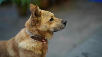 der süße Hundeblick mit dem entzückenden Stand im Hof foto