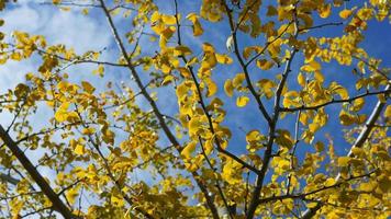 die grünen und kleinen gelben Bäume voller Wald im Herbst foto
