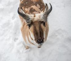 Gabelbock, der im Schnee steht foto