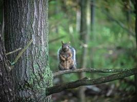 Eichhörnchen, das auf einem Ast steht foto