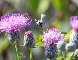 Bienenrüssel aus, während Bienen fliegen foto