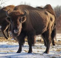 Büffel, der mit herausgestreckter Zunge auf dem Feld steht foto