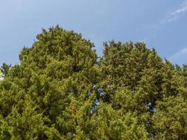 Krone eines südlichen Baumes. Blätter gegen den Himmel. Natur foto