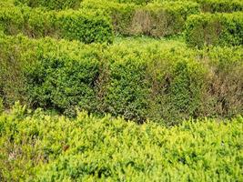 Busch Labyrinth. Grünflächen. Garten. Gehöftgrundstück. foto