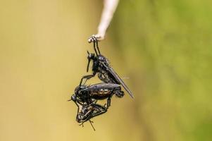 Zwei Raubfliegen fressen bei der Paarung eine Marschfliege foto