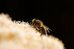 Nahaufnahme der Biene bei der Arbeit an der Blume foto