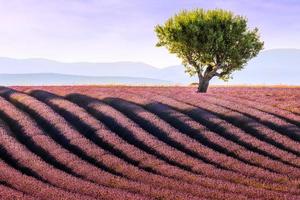 Szenische Ansicht des Mandelbaums im Lavendelfeld in der Provence während des warmen Sommersonnenunterganglichts foto