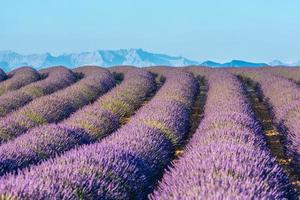 malerischer blick auf ein lavendelfeld in der provence, südfrankreich foto