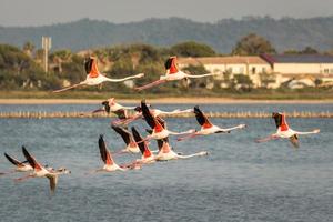 malerischer blick auf rosa flamingos, die über den salzwassersee in südfrankreich in hyeres fliegen foto