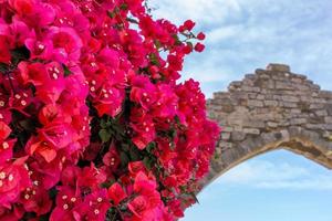 Nahaufnahme von Bougainvillea-Blumen, die im Sommer in Südfrankreich blühen foto