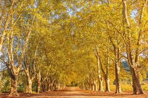 Malerischer Blick auf Herbstgelbe Ahornbäume, die in Südfrankreich an den Fußweg grenzen foto