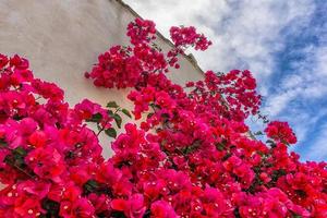 Nahaufnahme von Bougainvillea-Blumen, die im Sommer in Südfrankreich blühen foto