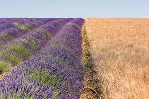 Malerischer Blick auf das Lavendelfeld in der Provence Südfrankreich, das im Sommer von einem goldenen Weizenfeld begrenzt wird foto