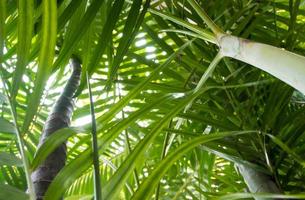 Palmblätter als Hintergrund, grüner Hintergrund foto