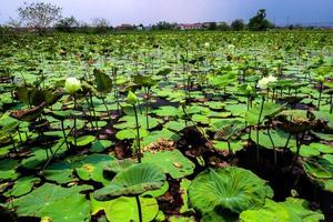 Frische Lotus und verwelkte Blätter im Feld foto