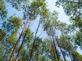 Blick auf die Baumkrone der Eukalyptusbäume im Ackerland foto