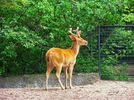 schönes rotes orangefarbenes junges Reh mit Samtgeweih in einem Park 1 foto