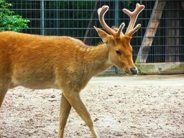 schönes rotes orangefarbenes junges Reh mit Samtgeweih in einem Park 3 foto