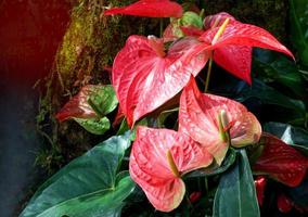 Rote Anthuriumblumen im Garten werden üblicherweise als Zierpflanzen und Schnittblumen angebaut. weicher und selektiver Fokus. foto