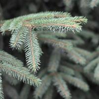 Zweige der Blau- oder Stachelfichte Picea Pungens hautnah im Freien foto