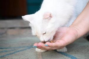 Weiße Katze senkt den Kopf, um Katzenfutter zu riechen und zu essen foto