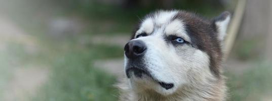 stolzer, hübscher junger Husky-Hund mit Kopf im Profil, der im Garten sitzt foto