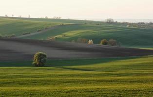 schöne Wiese. grüne landwirtschaftliche felder mährens tagsüber. schönes Wetter foto