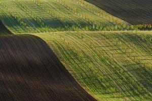 tagsüber frische Bäume auf den grünen Feldern foto