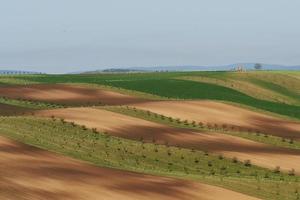 schöne Natur. tagsüber frische Bäume auf den grünen Feldern foto