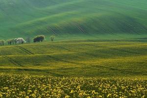 schöne Wiese. grüne landwirtschaftliche felder mährens tagsüber. schönes Wetter foto