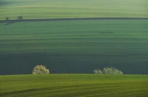 schöne Wiese. grüne landwirtschaftliche felder mährens tagsüber. schönes Wetter foto