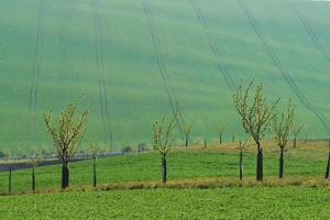 schöne Natur. tagsüber frische Bäume auf den grünen Feldern foto