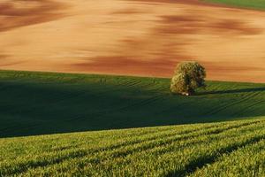 goldfarbene Wiese. Baum auf der grünen Wiese in Mähren. schöne Natur. ländliche Szene foto