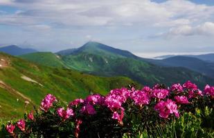 Sonnenlicht auf Blumen und Felder. majestätische Karpaten. schöne Landschaft. atemberaubender Ausblick foto