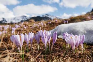Schöne Berge in Mähren. Bodenansicht von blühenden Blumen foto