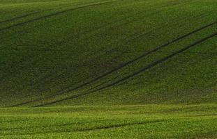 grüne landwirtschaftliche felder mährens tagsüber. schönes Wetter foto