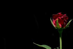 rote Rose auf schwarzem Hintergrund foto