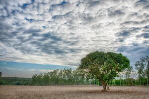 Baum auf dem Feld foto