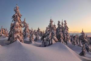 Schnee bedeckt viel Boden und Bäume. zauberhafte Winterlandschaft foto