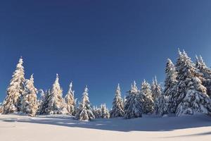 sonniges Wetter. magische Winterlandschaft mit schneebedeckten Bäumen am Tag foto