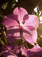 Sonne scheint durch die Blütenblätter einer Orchidee foto