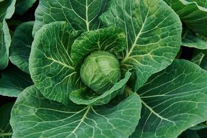 Draufsicht auf grünen frischen Kohl, der auf dem Boden der Farm wächst foto