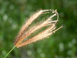 eine getrocknete wilde Blume foto