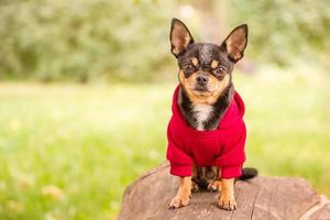 chihuahua dreifarbiger kurzhaariger hund in kleidung. Mini-Hund in einem roten Hoodie. foto