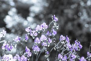 verschwommen, lila Blumenblüte auf dem Feld. Schönes Wachstum und Blumen auf der Wiese, die morgens blüht, selektive Fokusnatur auf Bokeh-Hintergrund, Vintage-Stil foto