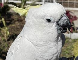 smarte weiße exotische Kakaduvögel sitzen im Vogelschutzgebiet und interagieren mit den Besuchern foto