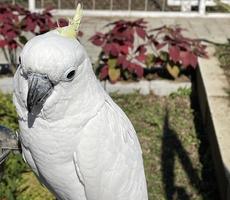 smarte weiße exotische Kakaduvögel sitzen im Vogelschutzgebiet und interagieren mit den Besuchern foto