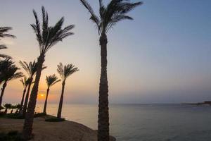 Sonne zwischen Palmen am Meer bei Sonnenaufgang foto